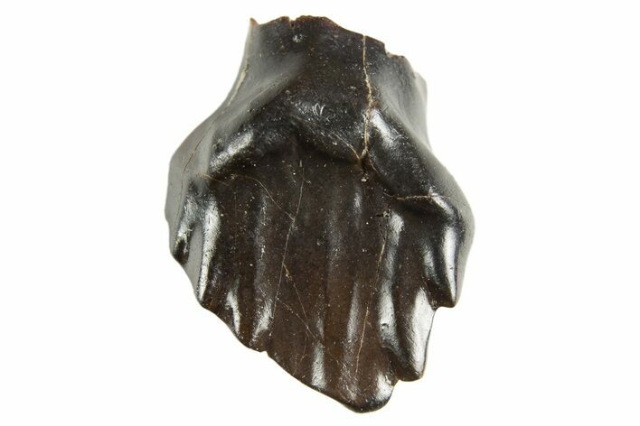 Fossil Nodosaur Tooth - Judith River Formation #313232